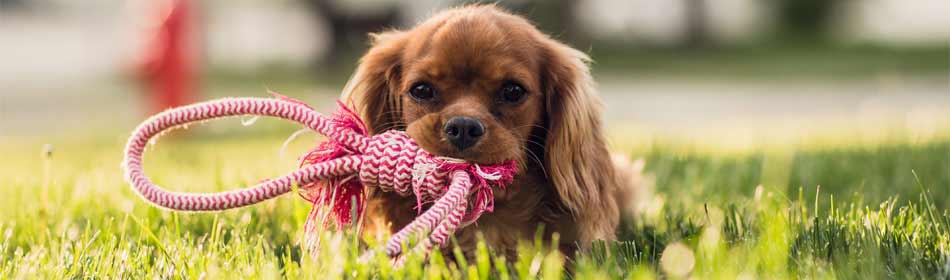 Pet sitters, dog walkers in the Levittown, Bucks County PA area
